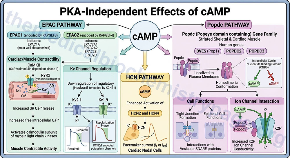 overview of the direct effects of cAMP that are independent of the activation of PKA