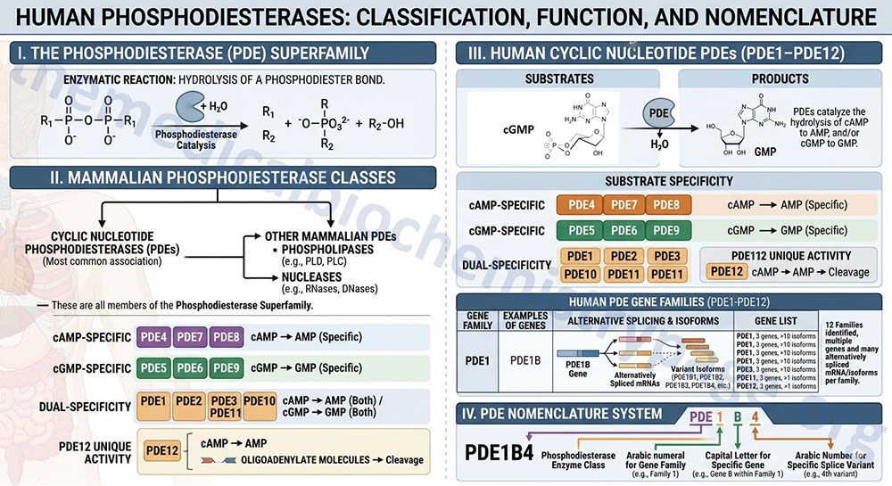 cyclic nucleotide phosphodiesterases classifications and major functions