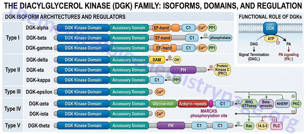 Diagrammatic representation of the major diacylglycerol kinase family member enzymes.