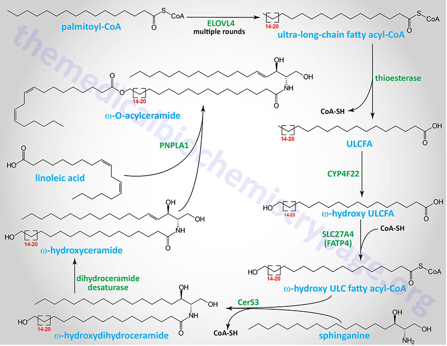 omega-O-acylceramide synthesis