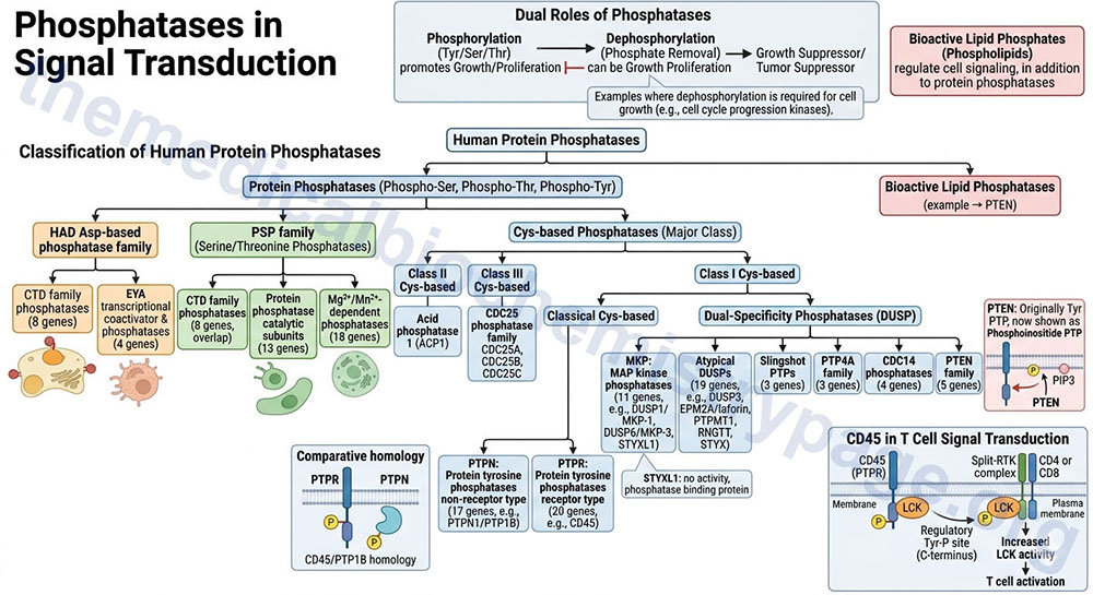 Signal Transduction Pathways: Phosphatases