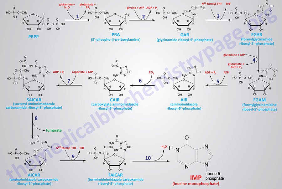 pathway of purine nucleotide synthesis with structures