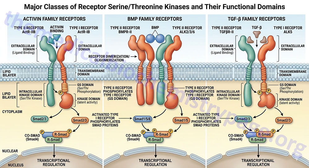 depiction of the major receptor serine threonine kinase families