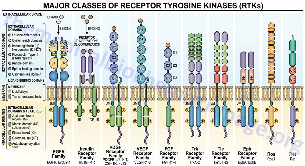 depiction of major receptor tyrosine kinase (RTK) families
