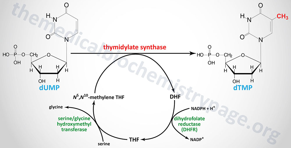 formation of thymidine nucleotides catalyzed by thymidylate synthase