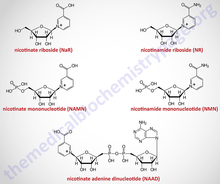 Structures of intermediates in the synthesis of NAD+