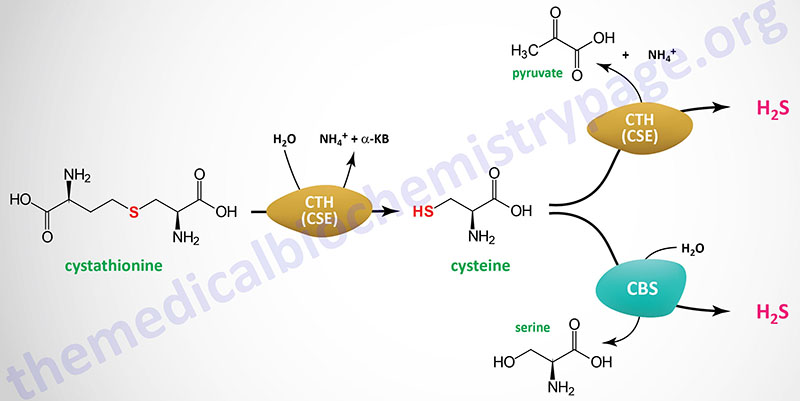 synthesis of hydrogen sulfide from cysteine