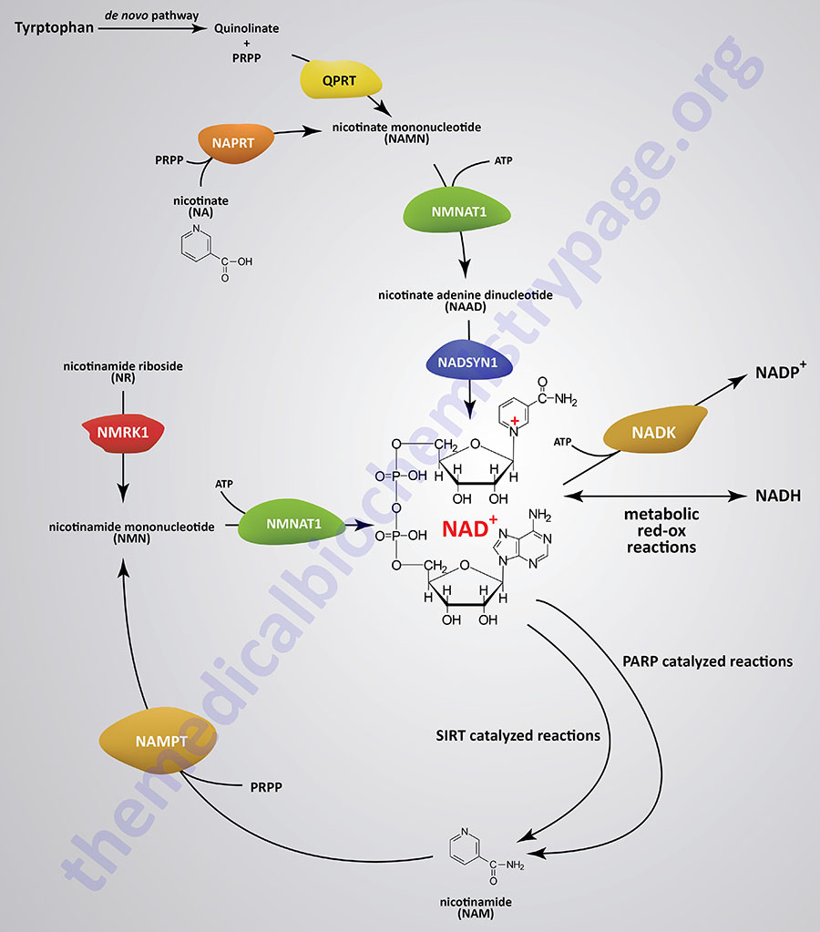 NAD+ synthesis and salvage pathways