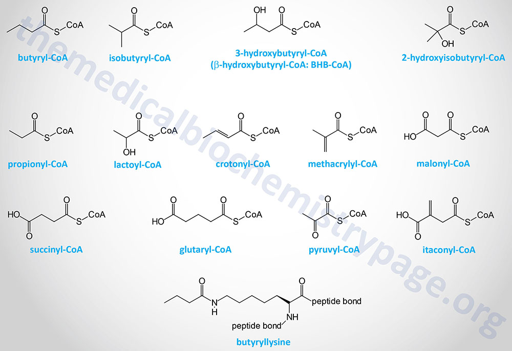 structures of the coenzyme A (CoA) molecules involved in the process of protein lysine acylation