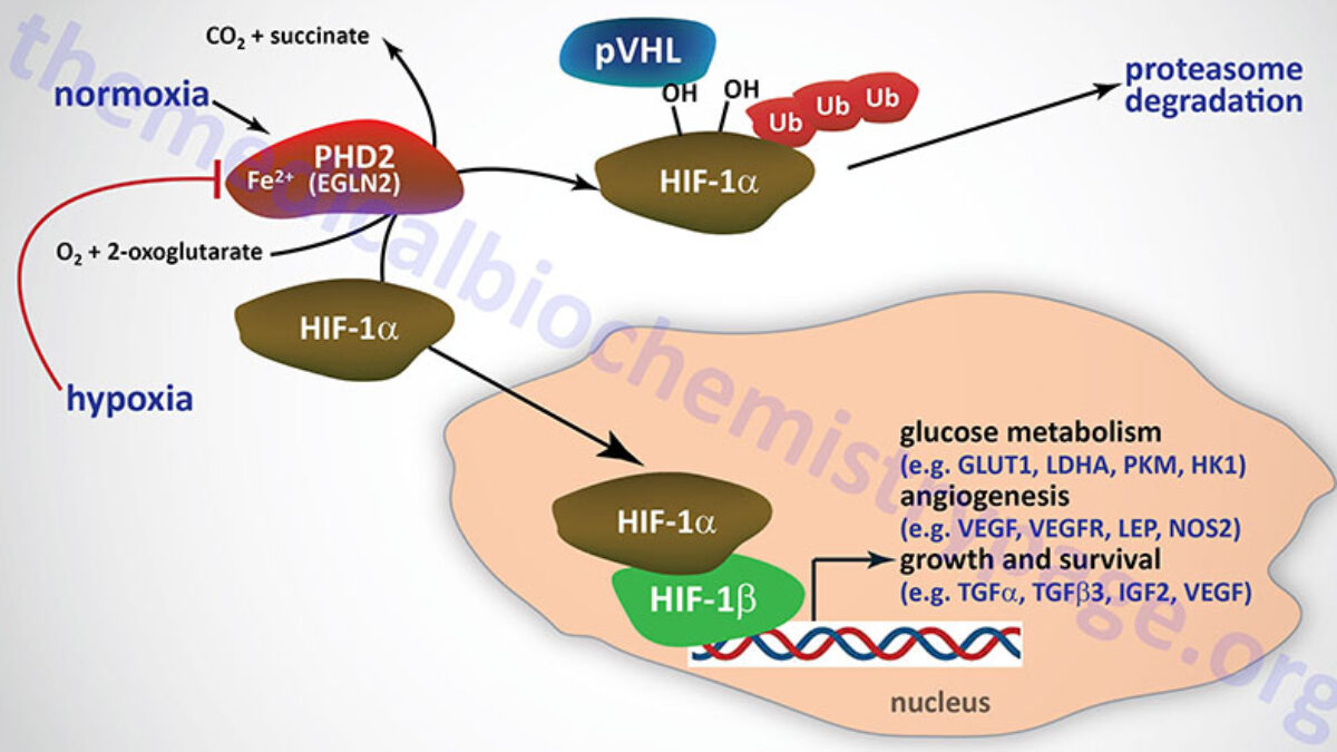 hif-1 on glutathione ncbi Hypoxia and Metabolism: The Role of HIF Complexes