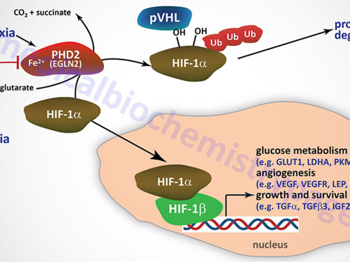Hypoxia and Metabolism: The Role of HIF Complexes - The Medical  Biochemistry Page