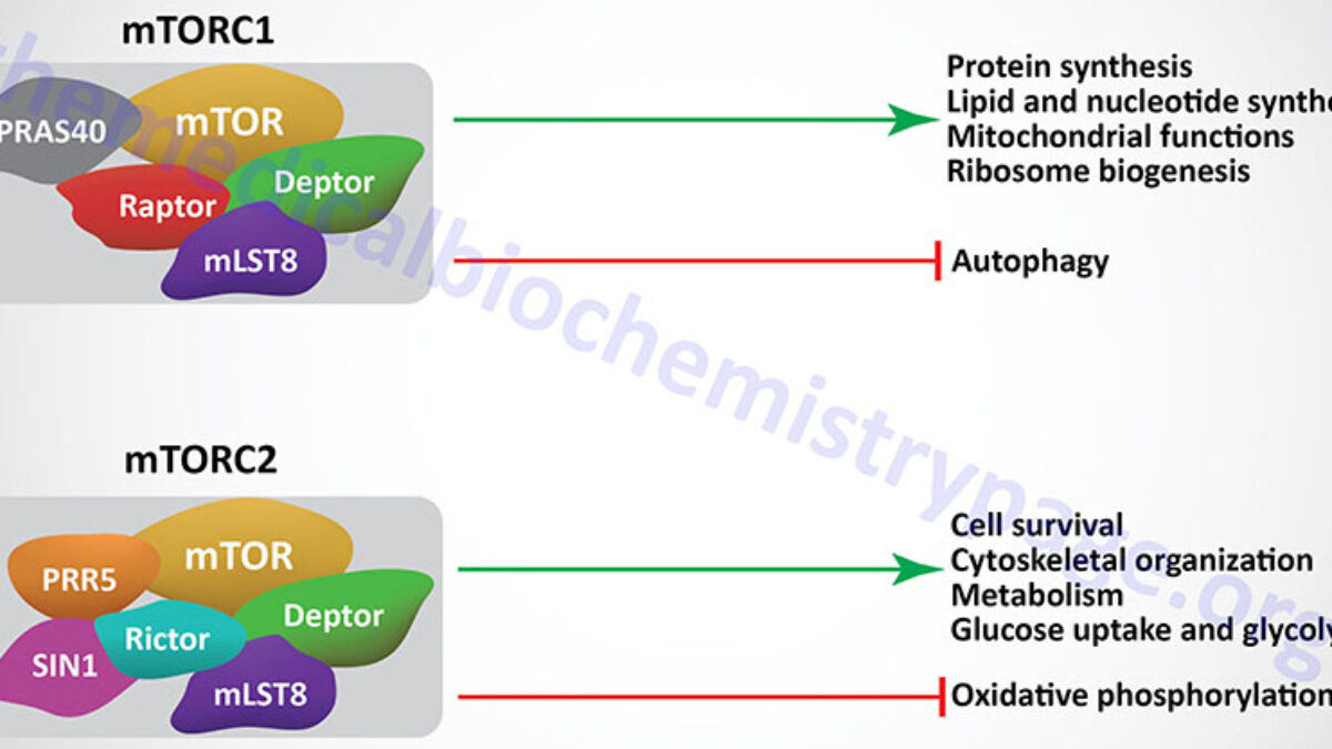 glutathion mtorc2 mTOR Complexes and Their Impact on Cell Function