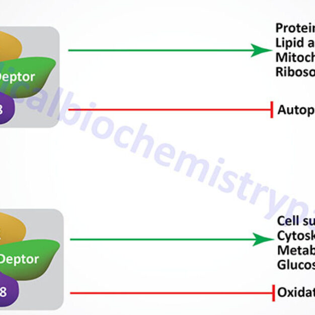 mTOR Complexes and Their Impact on Cell Function - The Medical