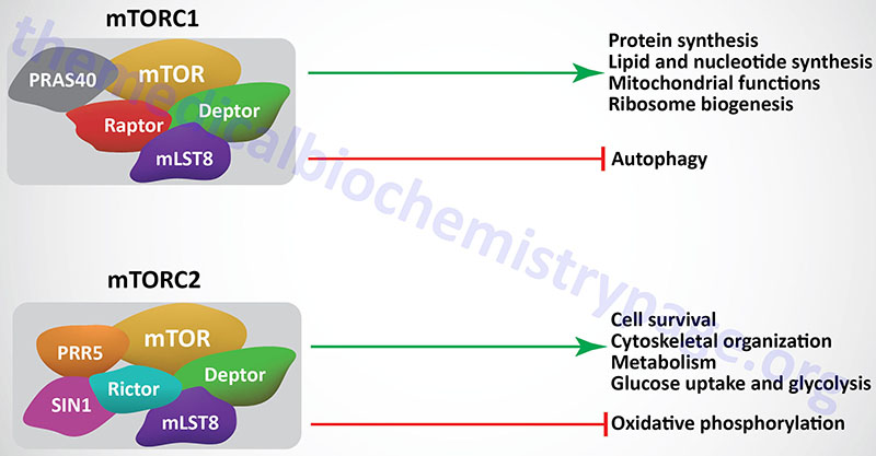 activities of mTORC1 and mTORC2