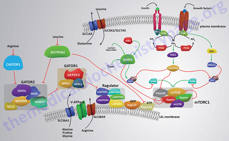 regulation of mTORC1 by amino acids