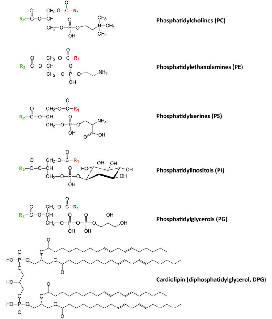 Structures of the major phospholipid classes