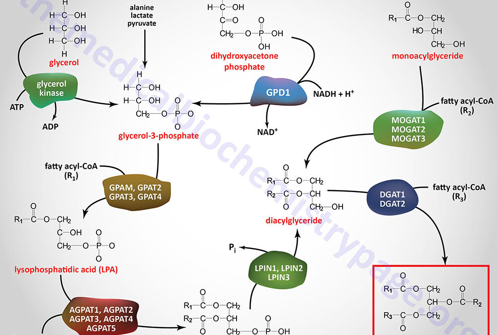 Synthesis of Triglycerides