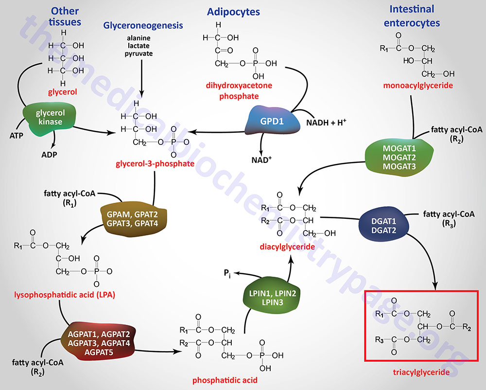 pathways of triglyceride synthesis