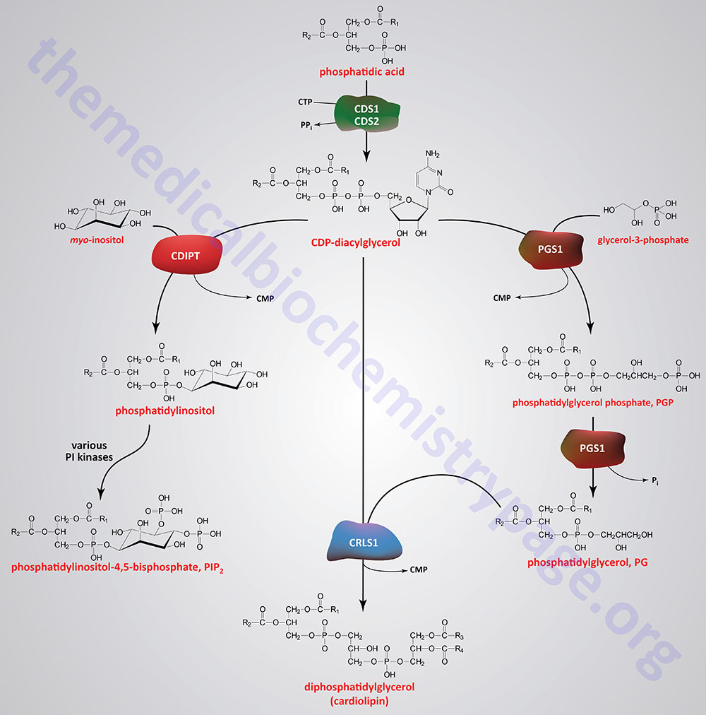 pathways of the synthesis of phosphatidylinositol, phosphatidylglycerol, and diphosphatidylglycerol (cardiolipin)