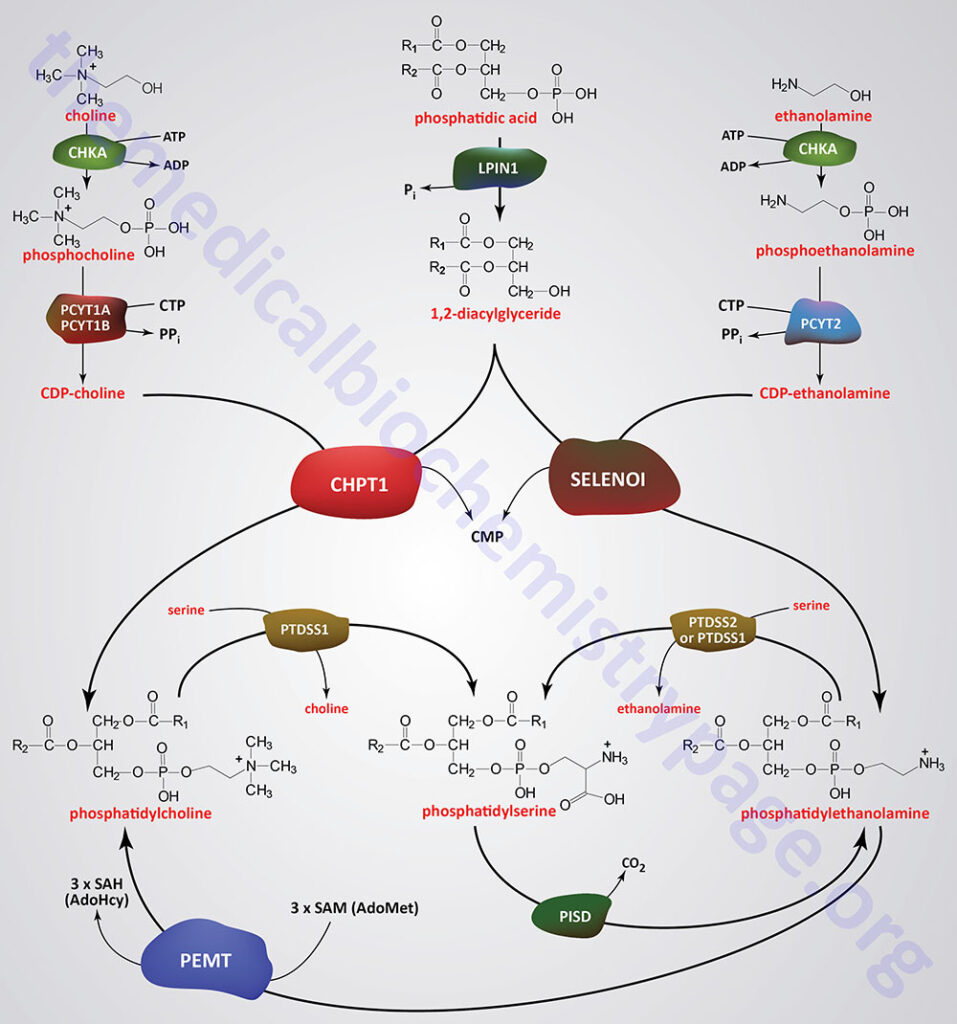 pathways of synthesis of phosphatidylserine, phosphatidylethanolamine, and phosphatidylcholine