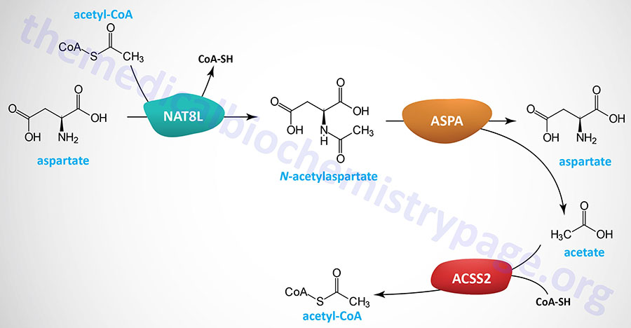 synthesis and metabolism of N-acetylaspartate