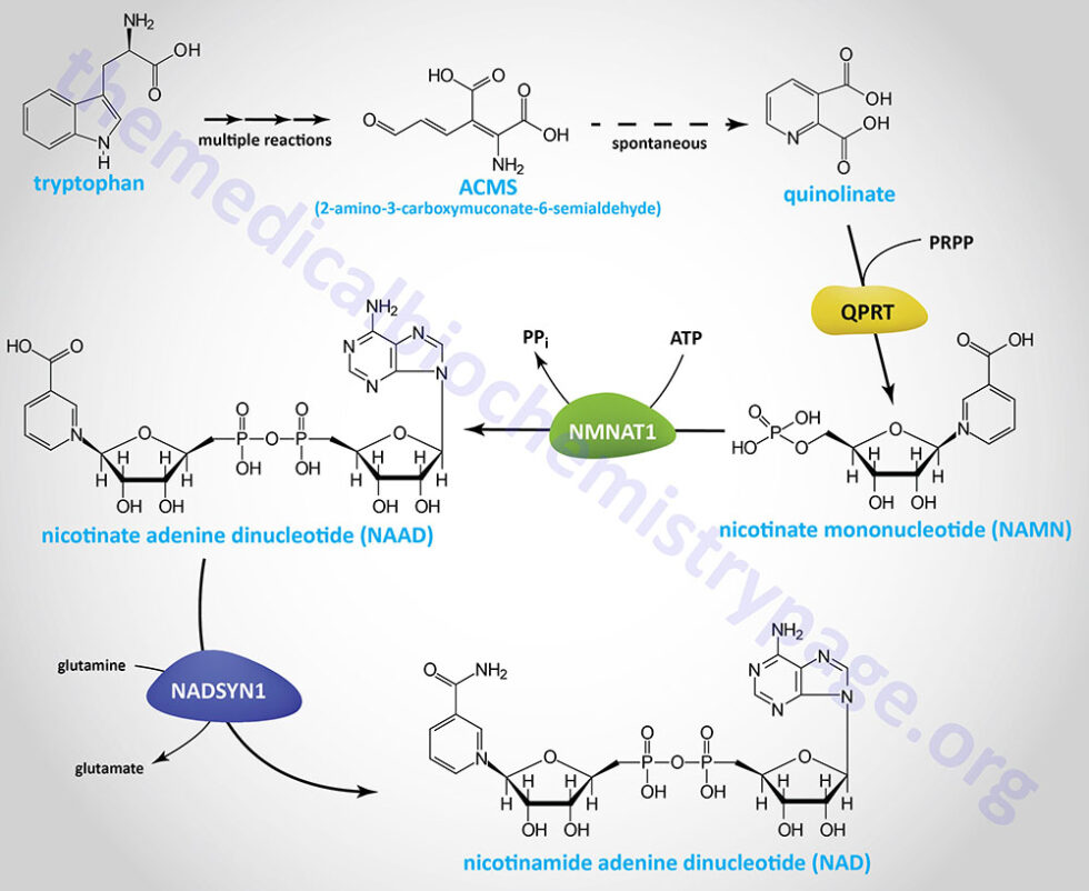 Amino Acid Catabolism and Its Role in Metabolism - The Medical ...