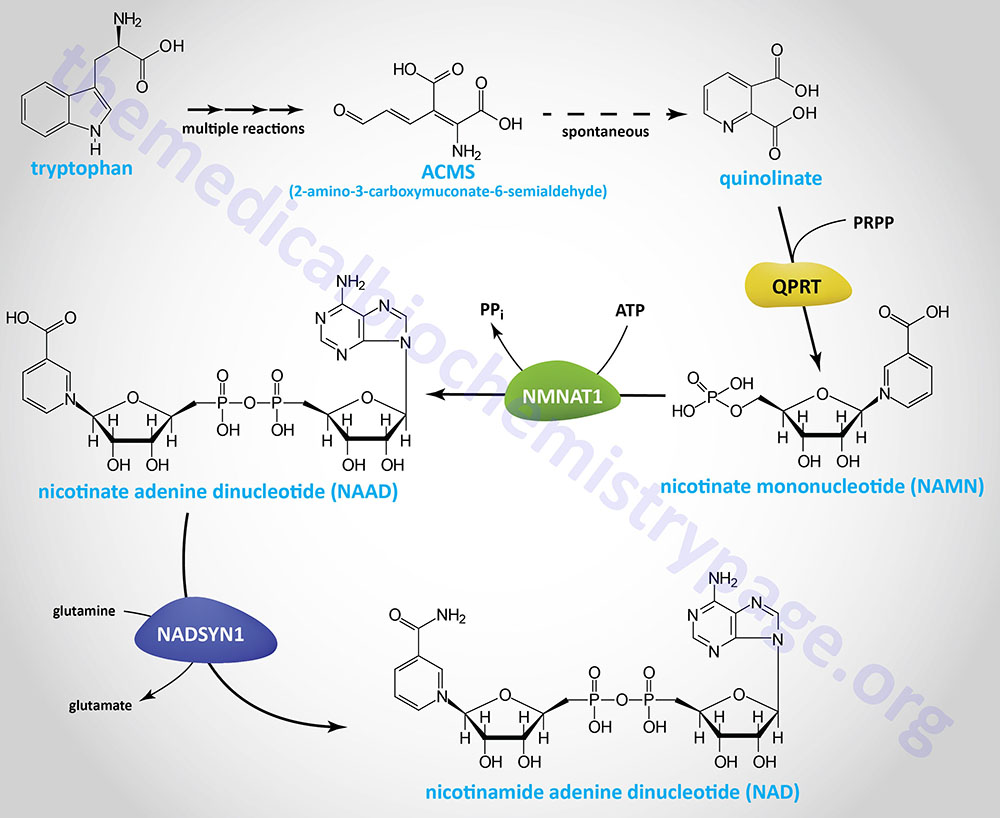 pathway for the synthesis of NAD synthesis from tryptophan