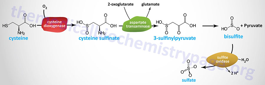 major pathway for cysteine catabolism