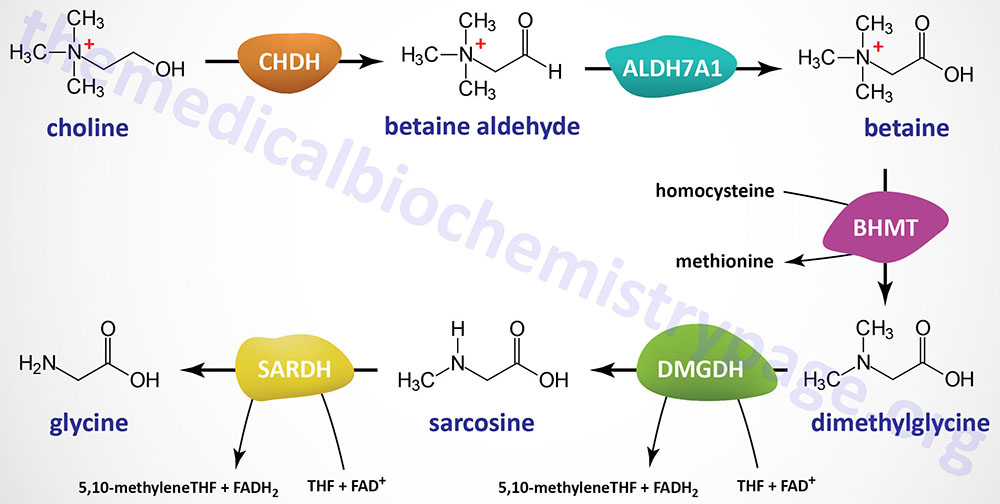 pathway of glycine synthesis from choline