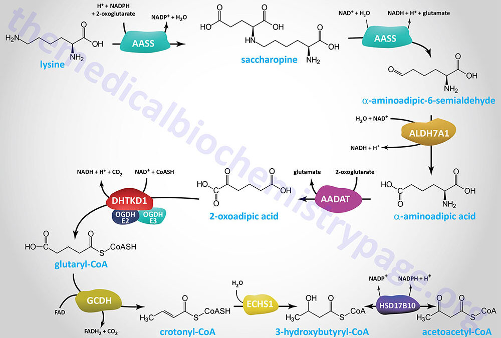 Amino Acid Catabolism