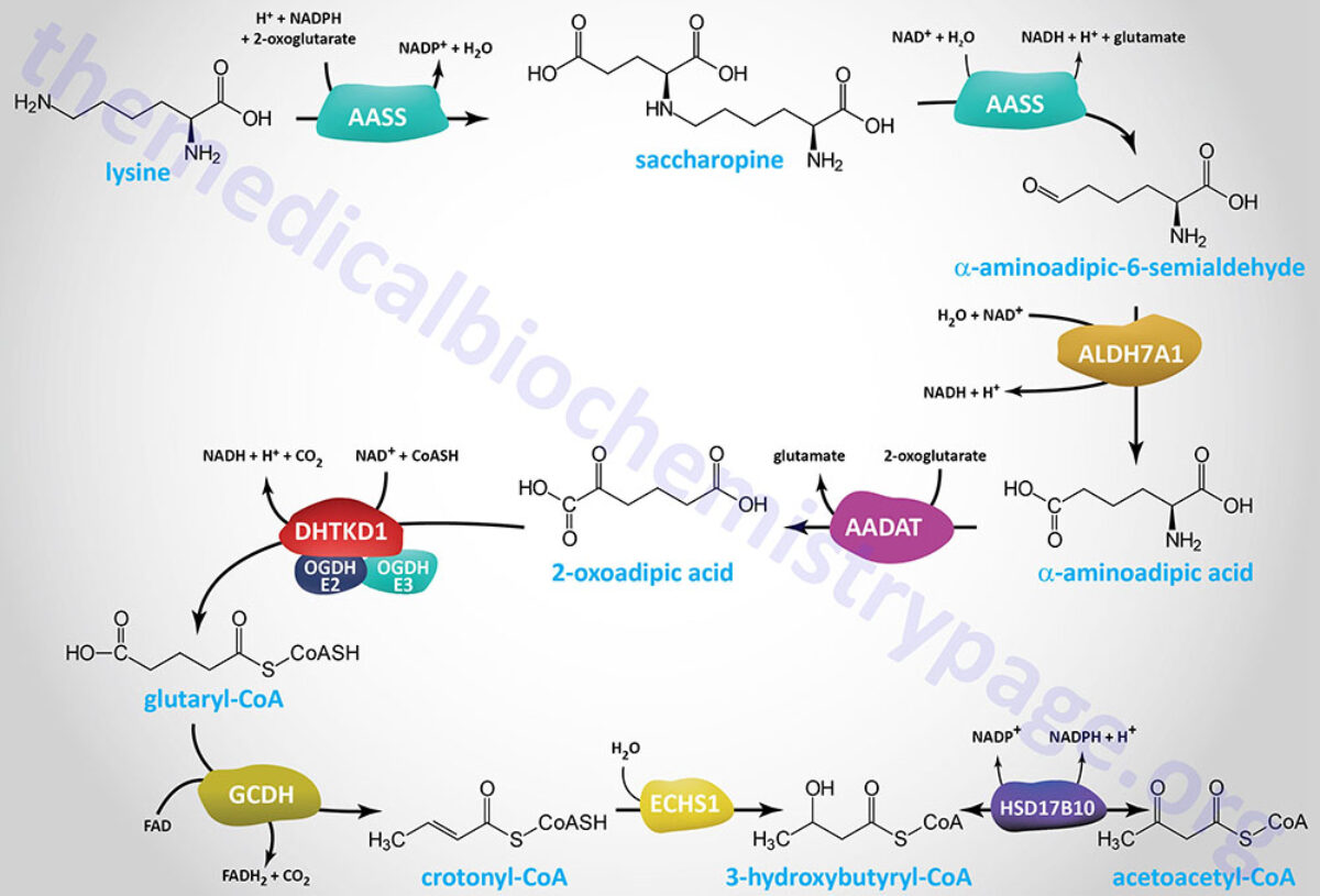 3 amino acids that make up glutathione Glutathione - Buy Glutathione Online at Best Price