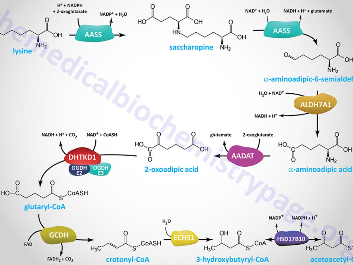 lysine biosynthesis and glutathione metabolism Amino Acid Catabolism Its Role in injectable dihexa clinical trial nad pathway research size:1box(10pcs) for $40.00