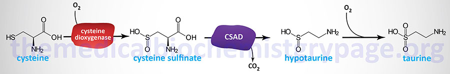 taurine synthesis from cysteine