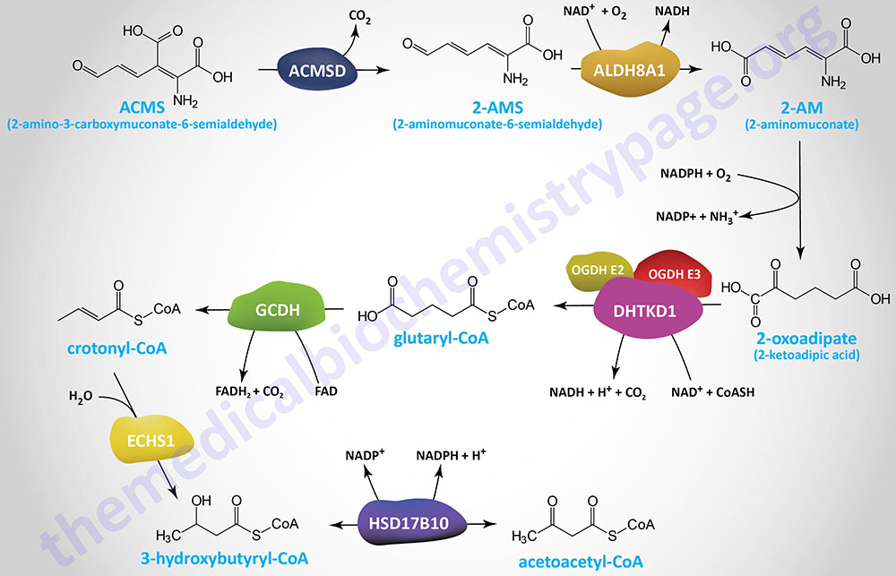 catabolism of ACMS derived from tryptophan