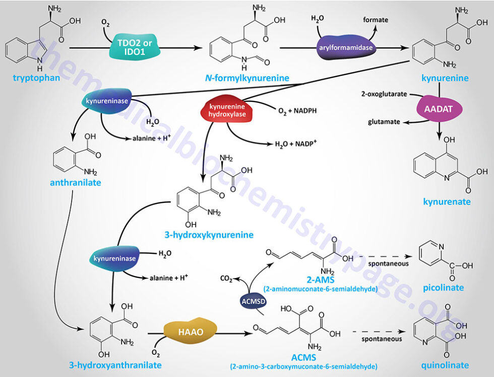 Amino Acid Catabolism and Its Role in Metabolism - The Medical ...