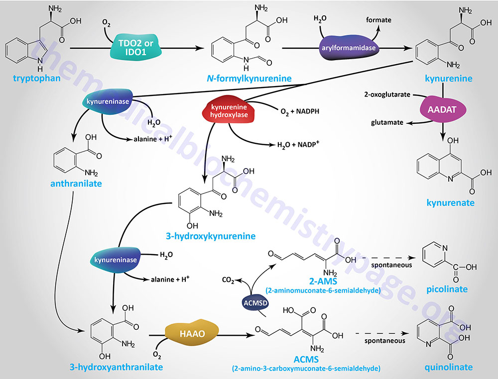pathways of tryptophan catabolism to ACMS