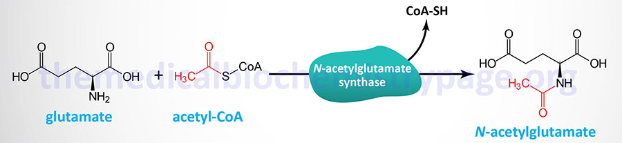 synthesis of N-acetylglutamate by NAGS