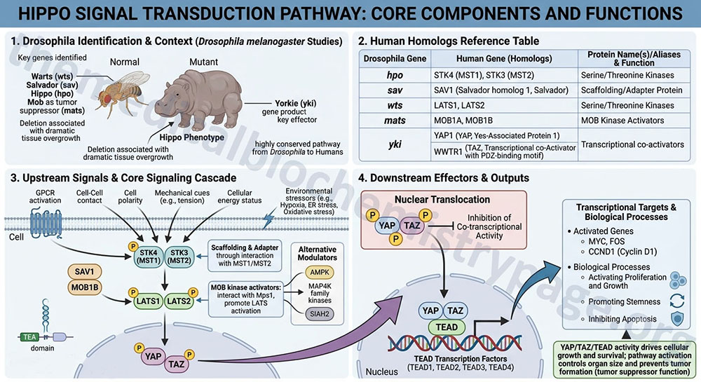 basic overview of the Hippo signal transduction pathway basic overview of the Hippo signal transduction pathway